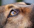 Symbolbild: Wolfgang Hoppe/dpa
Die Nittenauer Polizei ermittelt gegen einen unbekannten Hundehalter.