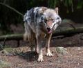 Symbolbild: Armin Weigel/dpa
Der Wolf ist längst zurück in der Oberpfalz. Ein Grund zur Freude oder zur Sorge?
