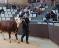 Bild: Hirsch
Dieser einjährige Jungbulle wurde bei der Auktion im Tierzuchtzentrum für 26 000 Euro ersteigert und erhielt den Namen "Hebammer". Er kommt nun in eine Besamungsstation nach Landshut.