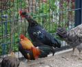 Bild: Portner
Bei der Kleintierausstellung in Oberviechtach müssen Hahn und Henne zu Hause bleiben: Die Geflügelpest ist in Bayern angekommen