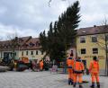 Bild: szl
Gut zwei Wochen vor dem ersten Advent stellten Bauhofmitarbeiter der Stadt Tirschenreuth den Christbaum auf dem Marktplatz vor dem Rathaus auf: Eine 16 Meter hohe und 1,8 Tonnen schwere Fichte der Familie Müller. Mit 1200 Lämpchen geschmückt, sorgt der Weihnachtsbaum für adventliche Stimmung.