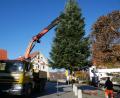 Bild: hmr
Mit Hilfe eines Kranfahrzeugs der Fa. Schuller Transporte wurde der Christbaum auf dem Basilikaplatz angeliefert und aufgestellt.