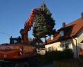 Bild: dob
Aus dem Garten von Barbara und Gabriel Klapper in der Fichtenstraße in Altenstadt hievten die Bauhofmitarbeiter den Blautannenbaum heraus und brachten ihn zum Marktplatz.