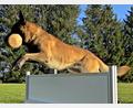 Bild: R. Kreuzer
Der Hund „Chuck (wie Norris)“ von Stefan Prantl springt gerade über ein Hindernis.