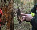 Bild: Petra Hartl
So sieht die Rinde eines befallenen Baumes von innen aus.