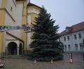 Bild: jr
Mitarbeiter des städtischen Bauhofs brachten am Mittwoch eine LED-Lichterkette am Christbaum an, der bei der Stadtpfarrkirche aufgestellt wurde.