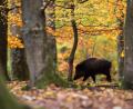 Symbolbild: Lino Mirgeler/dpa
Dieses Wildschwein hat der Fotograf in einem Gehege in Niedersachsen erwischt. In freier Wildbahn sind die Tiere nicht so einfach anzutreffen. Heuer tun sich da auch die Jäger schwer, weshalb es beim Pfreimder Adventsmarkt diesmal kein Wildgulasch gibt.