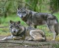 Bild: Patrick Pleul/dpa-Zentralbild/dpa
Zwei Wölfe im Gehege im Wildpark Schorfheide. Der Wolf breitet sich seit seiner Rückkehr nach Deutschland 1998 langsam weiter aus.