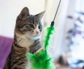 Symbolbild: Franziska Gabbert
Eine Katze – hier ein Symbolbild – wurde in Büchelkühn ausgesetzt.