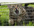 Symbolbild: Carsten Rehder/dpa
Eine Katze sitzt in einer Lebendfalle. Damit die Streuner sich nicht unkontrolliert vermehren können, hat die Stadt Nabburg im Oktober eine Kastrationsaktion gestartet.