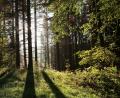 Symbolbild: Matthias Bein/dpa
Polizei, Feuerwehr, Rotes Kreuz und Bergrettung suchten im Wald nach einer 38-Jährigen.