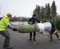 Bild: fvo
Lennesriether Feuerwehrmänner bei der Arbeit (von links): Johannes Menner, Kommandant Michael Stahl und Georg Wittmann beim „Verpacken“ der Christbäume.