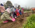 Bild: Bernhard Gohlke
Vorschulkinder des Kindergartens St. Martin in Schwarzenfeld, pflanzen im Garten des Herrn unter anderem Scharfgarbe. Die Blüten liefern im nächsten Jahr Nektar für Insekten.