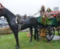 Bild: dob
Heuer wurde der Kutsche mit dem Weihnachtsmann am Kreisverkehr ein schwarzer Rappe vorgespannt. Damit dürften die Pakete noch schneller in die Häuser geliefert werden.