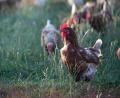 Symbolbild: Sebastian Gollnow/dpa
Die Vogelgrippe nimmt wieder Fahrt auf. Über 1200 Tiere erkrankten 2022 bereits in Deutschland.