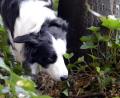Symbolbild: Maurizio Gambarini/dpa
Ein Border Collie schnüffelt sich bei einem Spaziergang durch sein Revier. Vergiftete Köder jagen Hundefreunden immer wieder Angst ein.