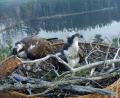 Bild: Forstrevier Eschenbach/exb
Die Adler im Horst am Rußweiher in Eschenbach.