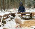 Bild: Gabi Schönberger
Gans Ariane im Gehege, das ihr die Kinder im Waldkindergarten gebaut haben. Quirin freut sich, dass er sie immer wieder mitbringen darf.
