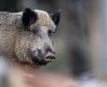 Bild: Lino Mirgeler
Bei einer Drückjagd auf Wildschweine wurde am Samstag ein Treiber durch einen Schuss verletzt.