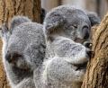 Bild: Christoph Reichwein/dpa
Zwei junge Koalas liegen zusammen in einer Astgabel, links das Weibchen Yunga, rechts das Männchen Erlinga.