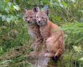 Symbolbild: E. Laube/exb 
Es gibt Luchsnachwuchs im Steinwald (nicht auf dem Bild). Mindestens zwei junge Luchse haben in diesem Jahr das Licht der Welt erblickt. Die Jungen sind, wie diese beiden Tiere, die im Wildpark Mehlmeisel zur Welt kamen, gut genährt.
