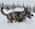 Symbolbild: David Taneèek/CTK/dpa
Ein Lawinensuchhund läuft bei einer Übung durch den Schnee.