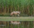 Symbolbild: Torsten Beuster/dpa
Die Schafweide im Bereich der Gemeinde Plößberg war auf einer Seite durch einen Teich abgesichert. Als der Teich abgefischt und das Wasser abgelassen war, erkannte der Wolf seine Chance und gelangte von dieser Seite auf die Weide. Auf dem Symbolbild geht ein Wolf an einem Teichufer entlang.