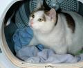 Symbolbild: Ursula Bauer /dpa
Ein Mann aus Bad Grießbach sperrte versehentlich seine Katze in die Waschmaschine ein.