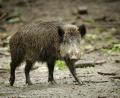 Symbolbild: Fredrik von Erichsen/dpa
Bei einer Drückjagd auf Wildschweine nahe Niedermurach wurde ein Treiber verletzt.