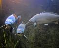 Bild: Sporrer, Thomas
2011 wurde das Fischereimuseum um drei große Aquarien im „Haus am Teich“ erweitert. Im größten, 30.000 Liter fassenden Becken können Besucher ausgewachsene Karpfen (Bild), Forellen oder Rotfedern beobachten.