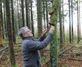 Bild: pi
Manfred Janker erntet Austern-Seitlinge.