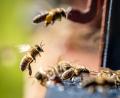 Symbolbild: Frank Rumpenhorst/dpa
Die Bienen sind aufgrund der hohen Temperaturen wieder unterwegs. Eigentlich sollten sie aber im Winterschlaf sein. Welche Gefahren für die Insekten entstehen durch die Wärme?