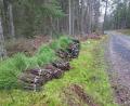 Bild: shl
Bündel von Schwarzbeerkraut liegen im Wald bei Mantel bereit. Sie werden professionell geschnitten und im Blumengroßhandel weiterverkauft.