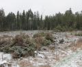 Bild: pi
Das Förderprogramm "Klimaangepasstes Waldmanagement" soll eine natürliche Waldentwicklung ermöglichen. Diplom-Forstingenieur Andreas Eiser sieht darin auch für den Pleysteiner Stadtwald Chancen.