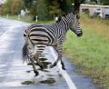 Symbolbild: Bernd Wüstneck
Zwei Zebras sind am Montag in Nordrhein-Westfalen entkommen.