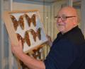 Bild: jr
Manfred Ströhle beim Aufbau seiner Mitterteicher Ausstellung mit dem Titel „Was kreucht und fleucht“. In diesem Kasten sind Atlasfalter zu sehen, die zu den größten Schmetterlingen der Welt zählen.