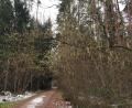 Bild: hzi
Die vorzeitig erblühten Haselnusssträucher verwandeln ein kurzes Wegstück in eine kleine Allee.