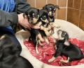 Archivbild: Gabi Schönberger
Die Mitte Januar aus einer Wohnung geholten Pinscher-Welpen warten im Weidener Tierheim auf neue Besitzer.
