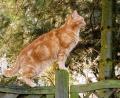 Symbolbild: Markus Scholz/dpa
Verwilderte Katzen können Krankheiten übertragen und vermehren sich unkontrolliert.