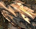 Symbolbild: Petra Hartl
Die Bekämpfung des Borkenkäfers ist ein Hauptthema in der Jahreshauptversammlung der Waldbesitzervereinigung Floß und Umgebung. Die WBV hat in Haupertsreuth einen Lagerplatz für Käferholz ausgewiesen.