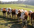 Symbolbild: Popp
Nur geringfügig hat sich die Zahl der Milchkühe in den vergangen Jahren im Landkreis Neustadt verringert.