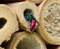 Bild: Siegfried Steinkohl/exb
Aufnahmen beim Lichtbildervortrag, die beeindruckten. Im Bild eine Goldwespe vor hohlen Bambusstäben