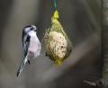 Bild: Felix Kästle / dpa
Schwanzmeisen sind eher seltene Gäste in unseren Gärten. Bei der Stunde der Wintervögel im Januar wurden nur acht Exemplare in Weidener Gärten und 18 im Landkreis Neustadt/WN gezählt.