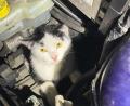 Bild: Berufsfeuerwehr München
Eine Katze im Motorraum eines Autos hat einen Einsatz der Feuerwehr München ausgelöst.