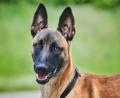 Symbolbild: Annette Riedl
"Pepsi" war ein belgischer Schäferhund, wie hier im Bild zu sehen.
