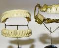 Bild: Waltraud Grubitzsch/dpa
Diese historischen Gebisse sind sehr alt. Das Exemplar aus Elfenbein etwa, ganz links, stammt aus der Zeit um 1750. „Wir haben die größte Sammlung weltweit“, sagt Museumsleiter Andreas Haesler. Manche Exponate gehen zurück bis in die Zeit der Römer.