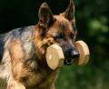 Archivbild: ads
Der Hundesportverein Hirschau richtet im Herbst Deutsche Meisterschaften aus.