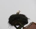 Bild: tja
In Altendorf wartet der erste Storch noch auf die Ankunft seines Partners.