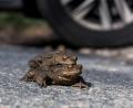 Bild: Daniel Bockwoldt/dpa
Ein Kröten-Pärchen sitzt auf einer Straße vor einem Autoreifen. Trotz der aktuell teilweise zweistelligen Temperaturen in Hamburg, sind die Kröten in der Stadt noch nicht unterwegs.