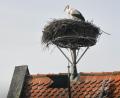 Bild: Gabi Schönberger
In Neustadt ist der Storch auf dem Landratsamt gelandet